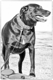 Fotoshooting_Hunde_Inatura-1
