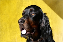 Fotoshooting_Hunde_Inatura-11