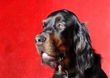 Fotoshooting_Hunde_Inatura-12