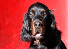Fotoshooting_Hunde_Inatura-13