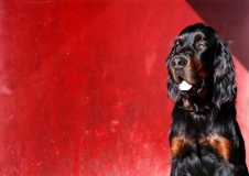 Fotoshooting_Hunde_Inatura-14