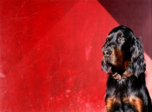 Fotoshooting_Hunde_Inatura-15