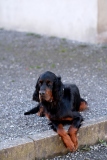 Fotoshooting_Hunde_Inatura-16