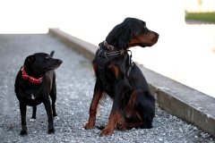 Fotoshooting_Hunde_Inatura-17