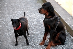 Fotoshooting_Hunde_Inatura-18