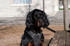 Fotoshooting_Hunde_Inatura-19