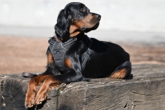 Fotoshooting_Hunde_Inatura-2