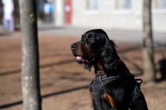 Fotoshooting_Hunde_Inatura-20
