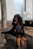 Fotoshooting_Hunde_Inatura-23
