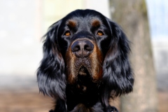 Fotoshooting_Hunde_Inatura-27