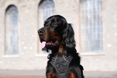 Fotoshooting_Hunde_Inatura-29