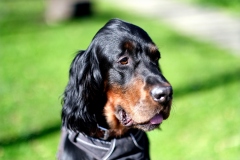 Fotoshooting_Hunde_Inatura-31