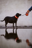 Fotoshooting_Hunde_Inatura-35