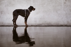 Fotoshooting_Hunde_Inatura-36