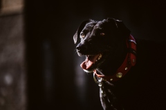 Fotoshooting_Hunde_Inatura-37