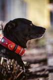 Fotoshooting_Hunde_Inatura-38