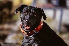 Fotoshooting_Hunde_Inatura-39