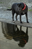 Fotoshooting_Hunde_Inatura-4