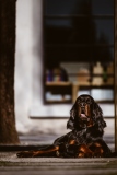 Fotoshooting_Hunde_Inatura-40