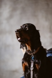 Fotoshooting_Hunde_Inatura-42