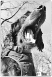 Fotoshooting_Hunde_Inatura-43