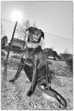 Fotoshooting_Hunde_Inatura-44