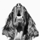 Fotoshooting_Hunde_Inatura-48