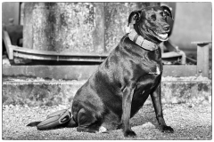 Fotoshooting_Hunde_Inatura-6