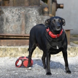 Fotoshooting_Hunde_Inatura-7