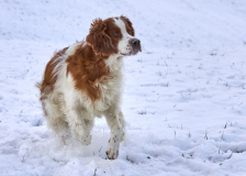 Finn_Ingrid_2020_5