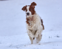 Finn_Ingrid_2020_9
