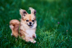 Hundeshooting_20230818_Ingrid-001