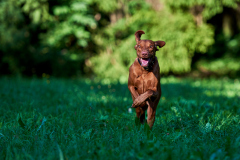 Hundeshooting_20230818_Ingrid-008