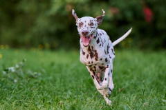 Hundeshooting_20230818_Ingrid-015