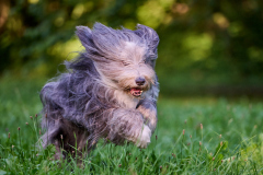 Hundeshooting_20230818_Ingrid-019