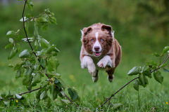 Hundeshooting_20230818_Ingrid-021