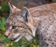 Wildpark_Feldkrich_Haemmerle_Ingrid-16-von-16