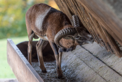 Wildpark_Feldkrich_Haemmerle_Ingrid-2-von-16