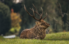 Wildpark_Feldkrich_Haemmerle_Ingrid-8-von-16