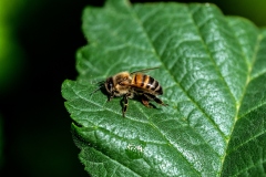 WalterDeMeijer_Kirchle-11