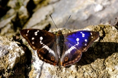 WalterDeMeijer_Kirchle-2