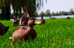 Ducky_MarcelBereuter_2023-1-von-1