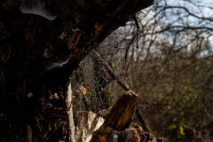 drops_BrunelliMarcel_2024