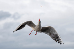 Marianna Moosbrugger