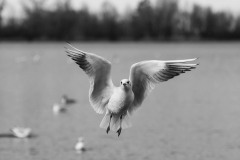 2023_12_29_Hard_Voegel-4©marianna