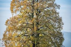 Baum_Mario_Nussbaumer_81840_2018