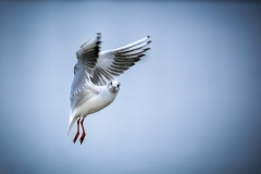 0010_Fotoausflug Hard©Mario Stecher 2018
