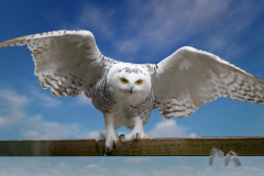 00873_Doppelmayr-Zoo_30.-Oktober-2026_@FT-Digital-2026
