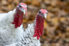 01141_Doppelmayr-Zoo_30.-Oktober-2026_@FT-Digital-2026