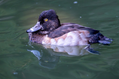 01247_Doppelmayr-Zoo_30.-Oktober-2026_@FT-Digital-2026